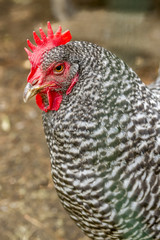 Close up of Hen