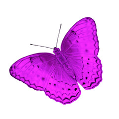 butterfly isolated on white background