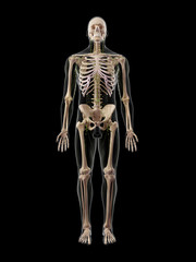 medically accurate illustration of the lymphatic system