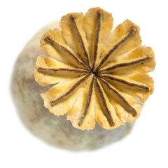 Poppy Seedhead