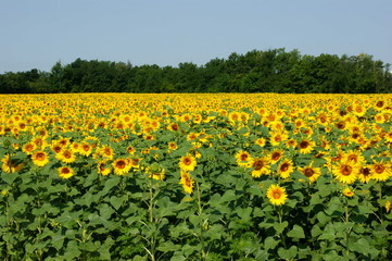 Campo di Girasoli