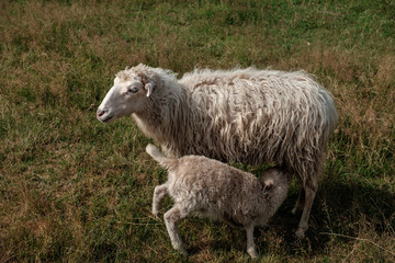 Obraz na płótnie Canvas Lamb suckling his mother.