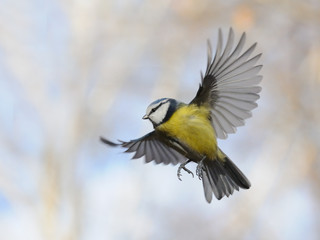 Flying Blue Tit in autumn - 87615990