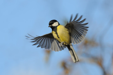 Flying Great Tit in bright autumn day - 87615997