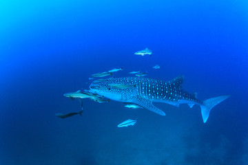 Fototapeta premium Whale Shark