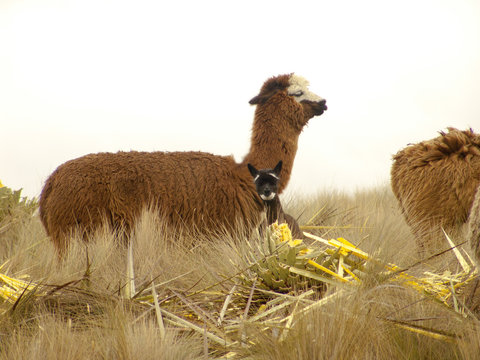 Llamas o lamas en los p&aacute;ramos Andinos de Azogues, Ecuador