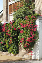 Fototapeta na wymiar Beautiful residence with flowers coming out to the sidewalk