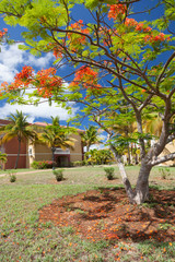 Red Acacia blossoms in the garden