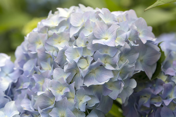 Hydrangea flowers in a garden