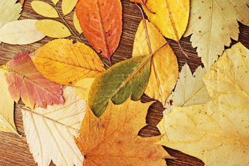 autumn leaves on wood background