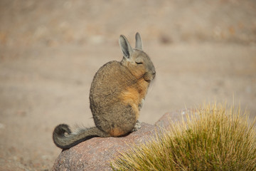 Mountain Viscacha (Lagidium viscasia) sitting on a rock in Vicunas National Park at an altitude of over 4,000 metres on the Altiplano of northern Chile.