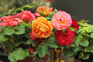 colorful roses