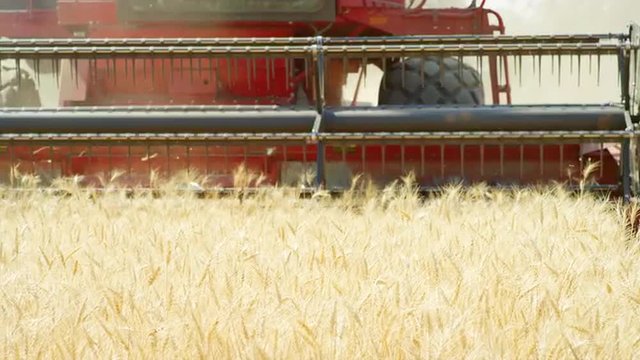 Combine Harvesting Wheat