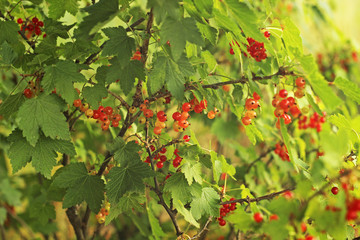 red currant branch
