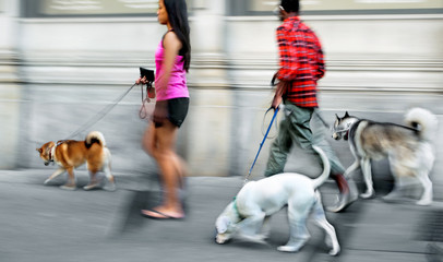 walking the dog on the street