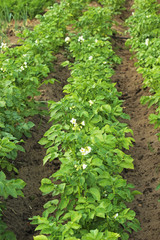 Fototapeta na wymiar potato plant 