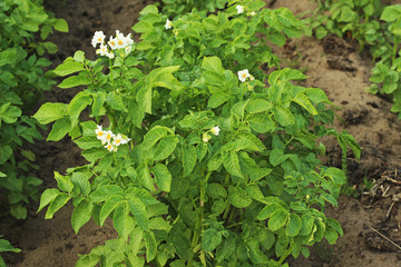 potato plant
