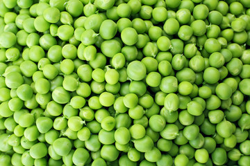 Heap of fresh green peas close up