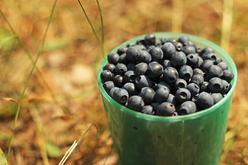 bilberries in the glass
