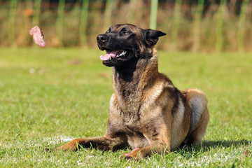 chien de ring