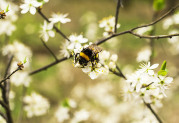 Apple tree flowers and bumble bee