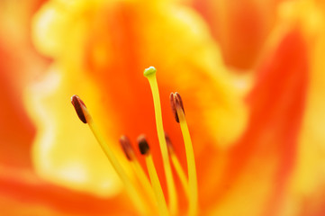 Lilie, orange © photomaster0389