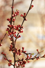 apple tree buds