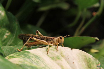 grasshopper