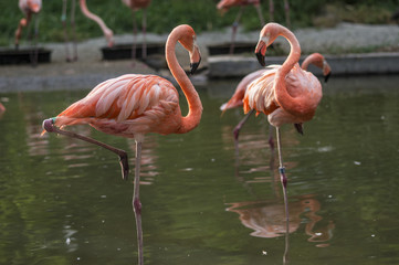 Fototapeta na wymiar flamingos in poise