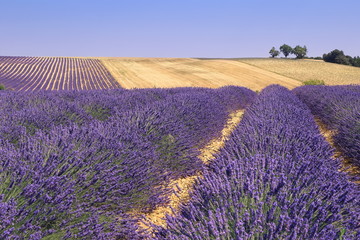Fototapeta na wymiar Plateau Valensole, Provence: lavender fields