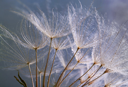 Fototapeta Beautiful dandelion with water drops on purple background