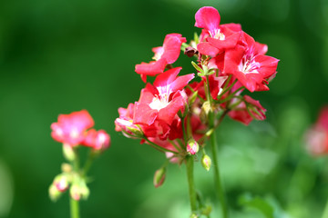 Flowers in flowerpot outdoors