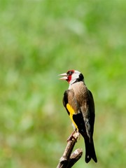 Goldfinch (Carduelis carduelis)