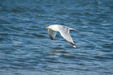 Möwe