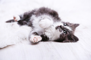 Cute gray kitten on carpet on floor at home