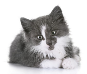 Gray kitten isolated on white