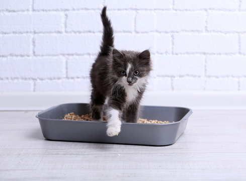 Small Gray Kitten In Plastic Litter Cat On Floor