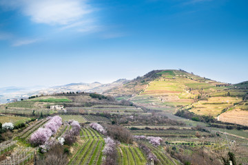 Fototapeta na wymiar vineyards on the hills in spring, Italy