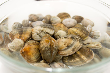 fresh raw clams on water with salt