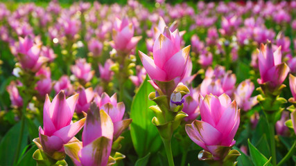 Siam Tulip 