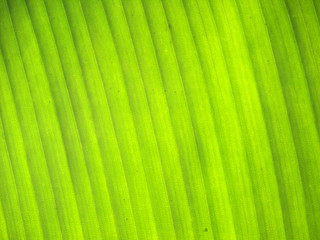 Banana leaves