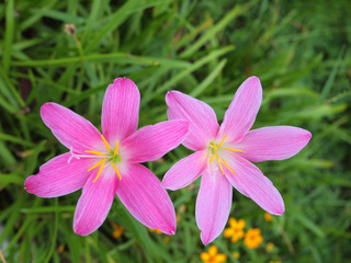 The purple rain lily flower in Thailand