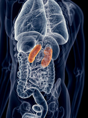 medically accurate illustration of the kidneys