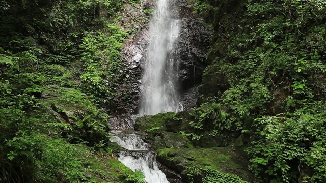 滝と新緑（東京檜原村払沢の滝）