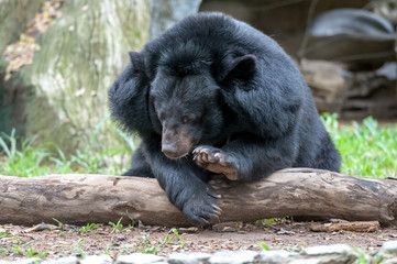 asiatic black bear