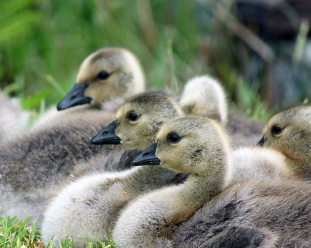 Fluffy Goslings All in a Row