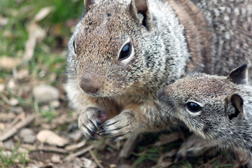 Closeup of Two Ground Squirrels