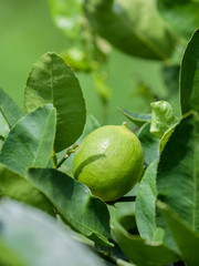 Lime tree and fresh green limes on the branch in the lime garden