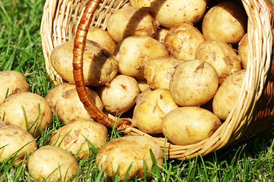 New potatoes in wicker basket over green grass background