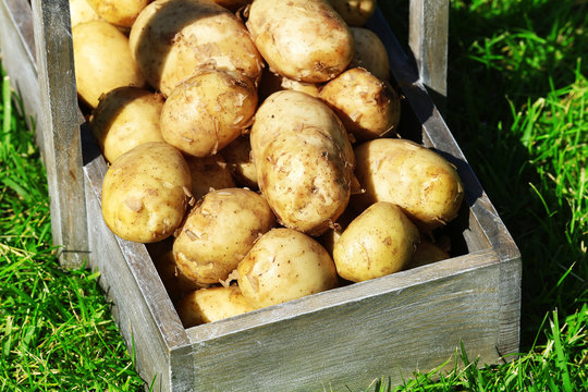 New potatoes in wooden crate over green grass background